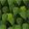 Flat Leaves Jungle Opaque